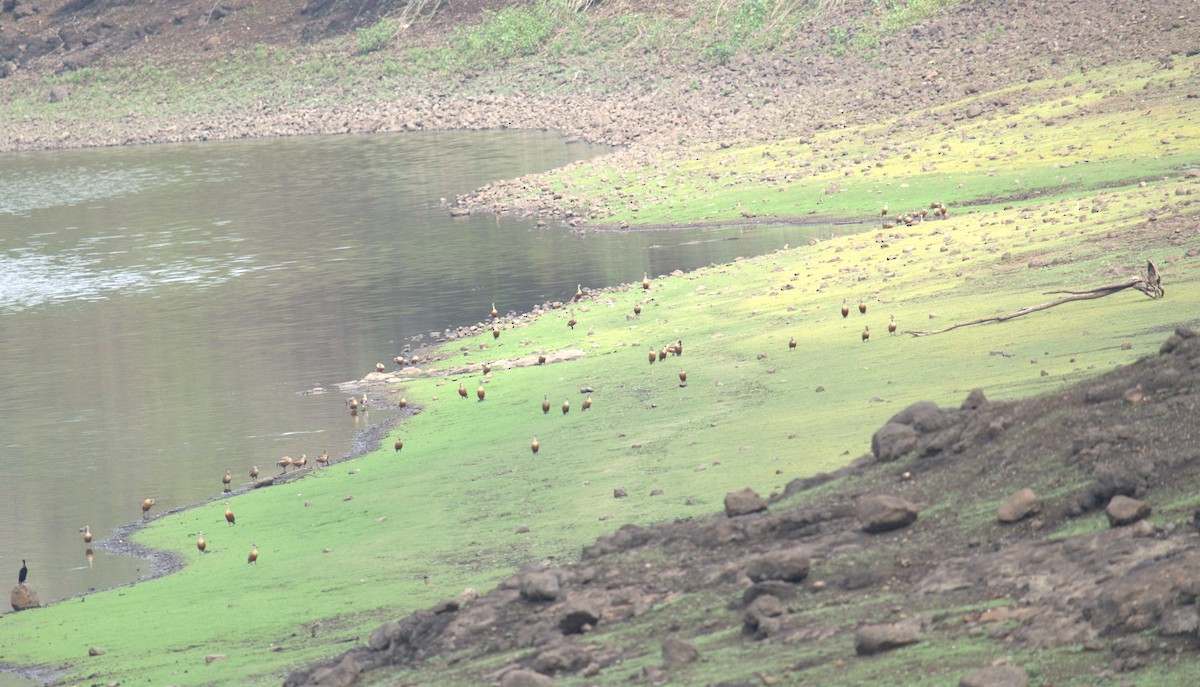 Lesser Whistling-Duck - ML620888912