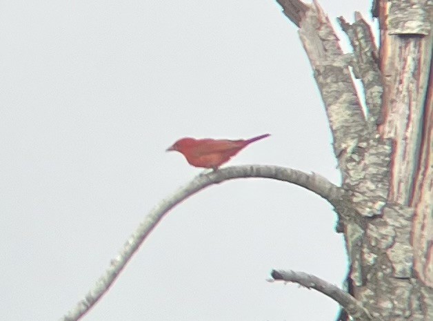 Piranga Roja - ML620888918