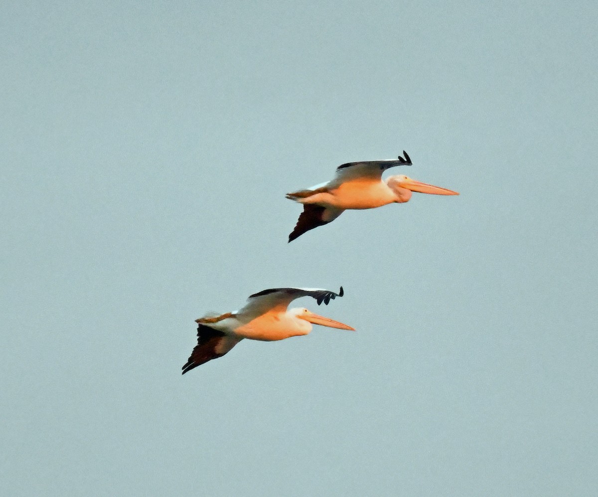 American White Pelican - ML620888921