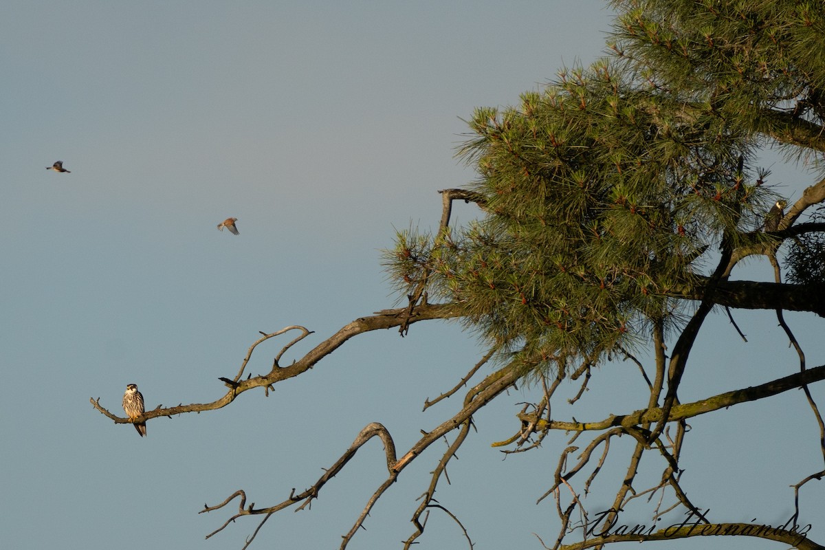 Eleonora's Falcon - ML620888922