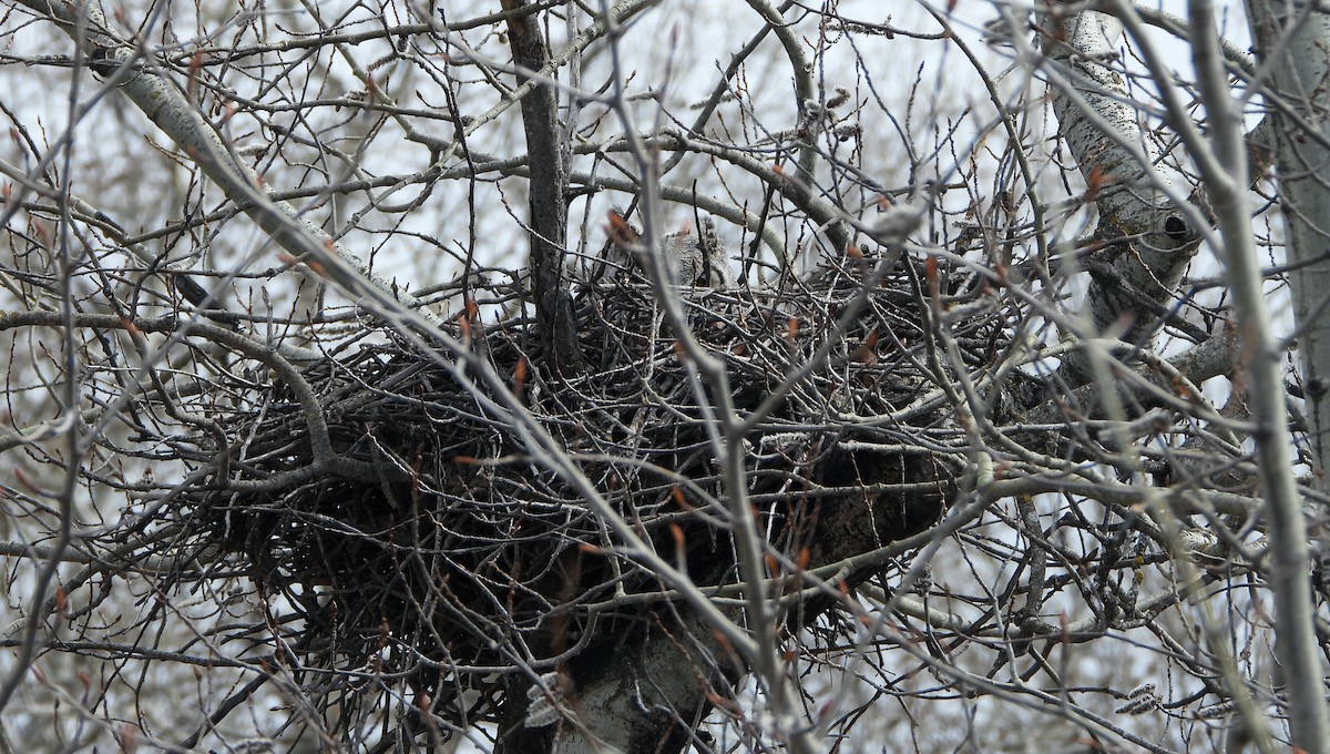 Great Horned Owl - ML620888928