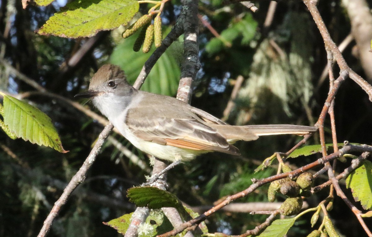 Ash-throated Flycatcher - ML620888929