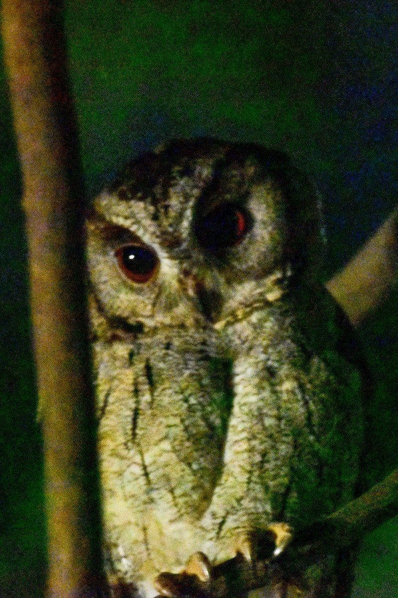 Indian Scops-Owl - ML620888930