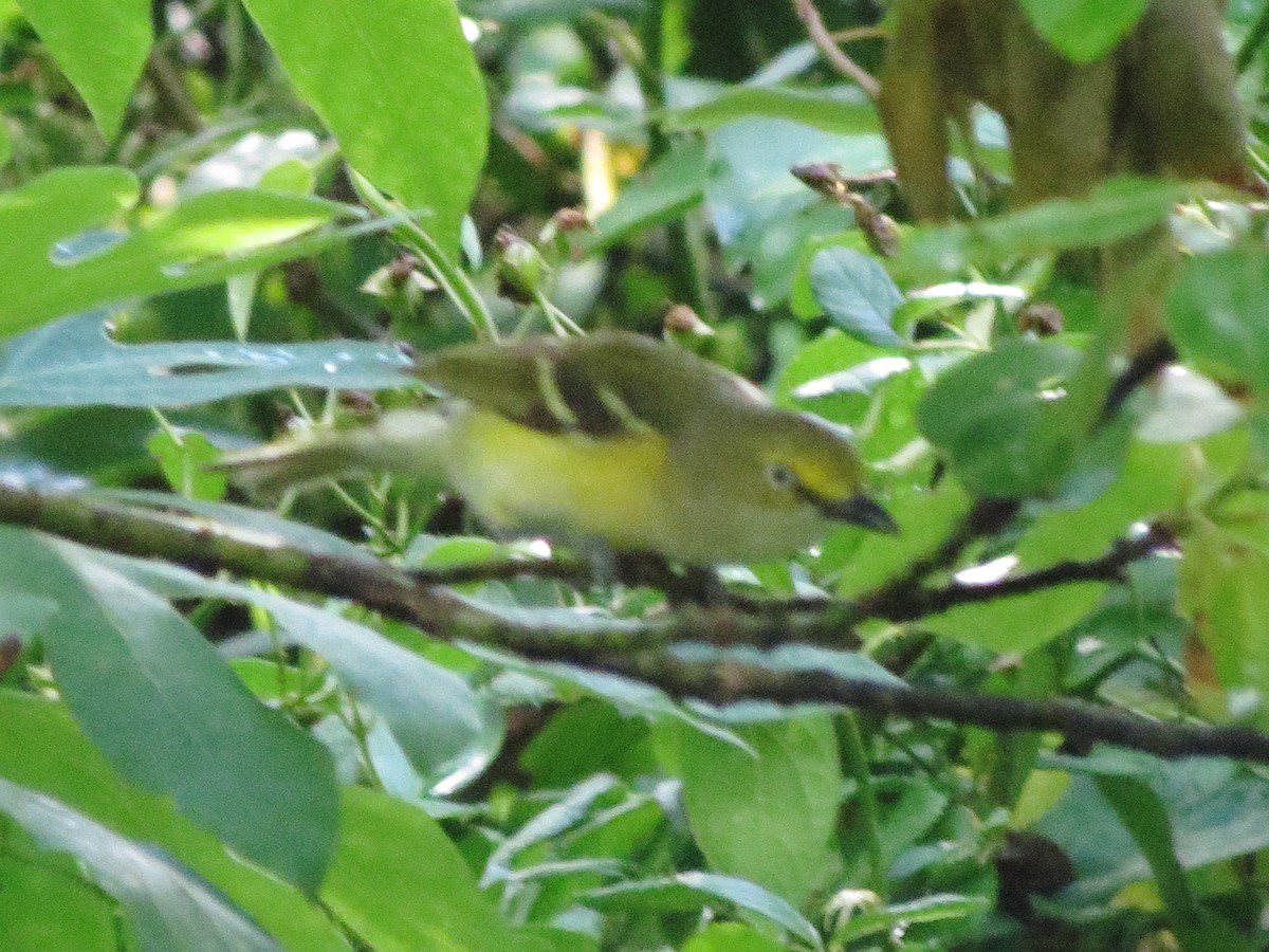 White-eyed Vireo - ML620888934