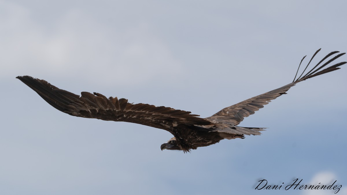 Cinereous Vulture - ML620888935