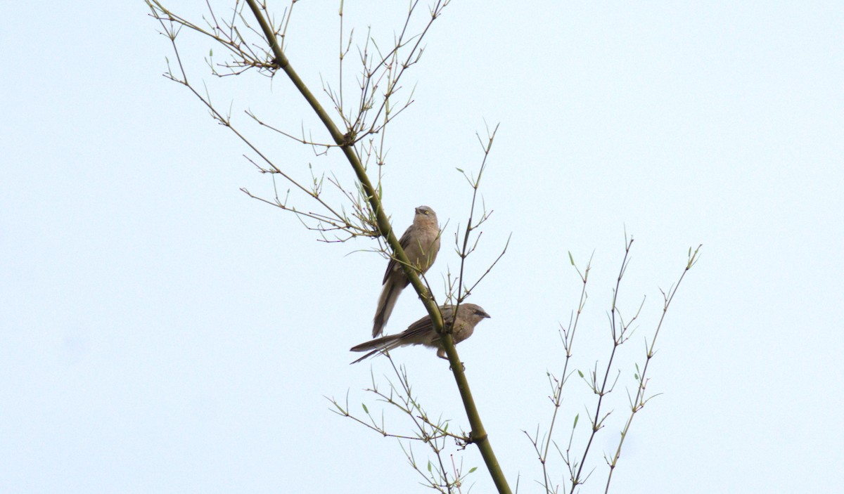 Large Gray Babbler - ML620888936