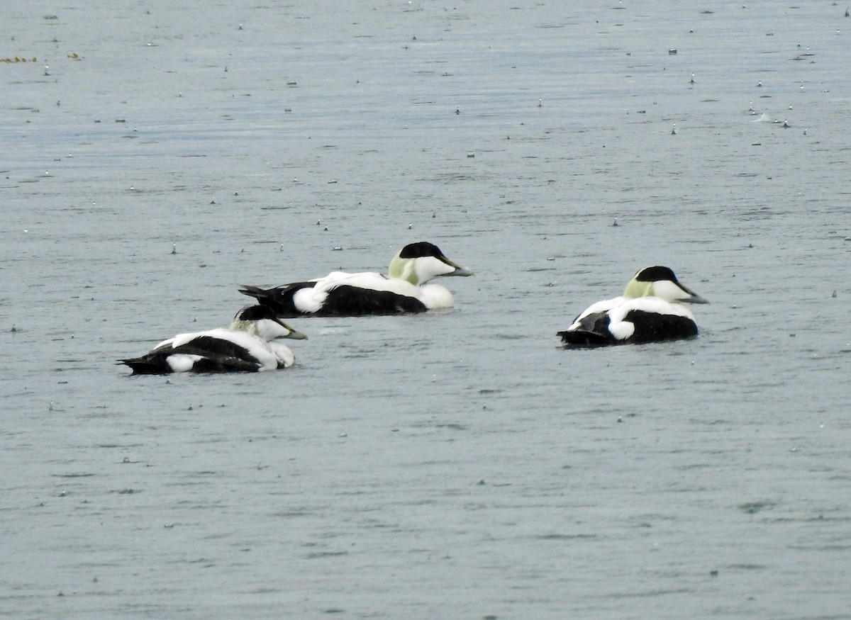 Common Eider (Eurasian) - kas dumroese