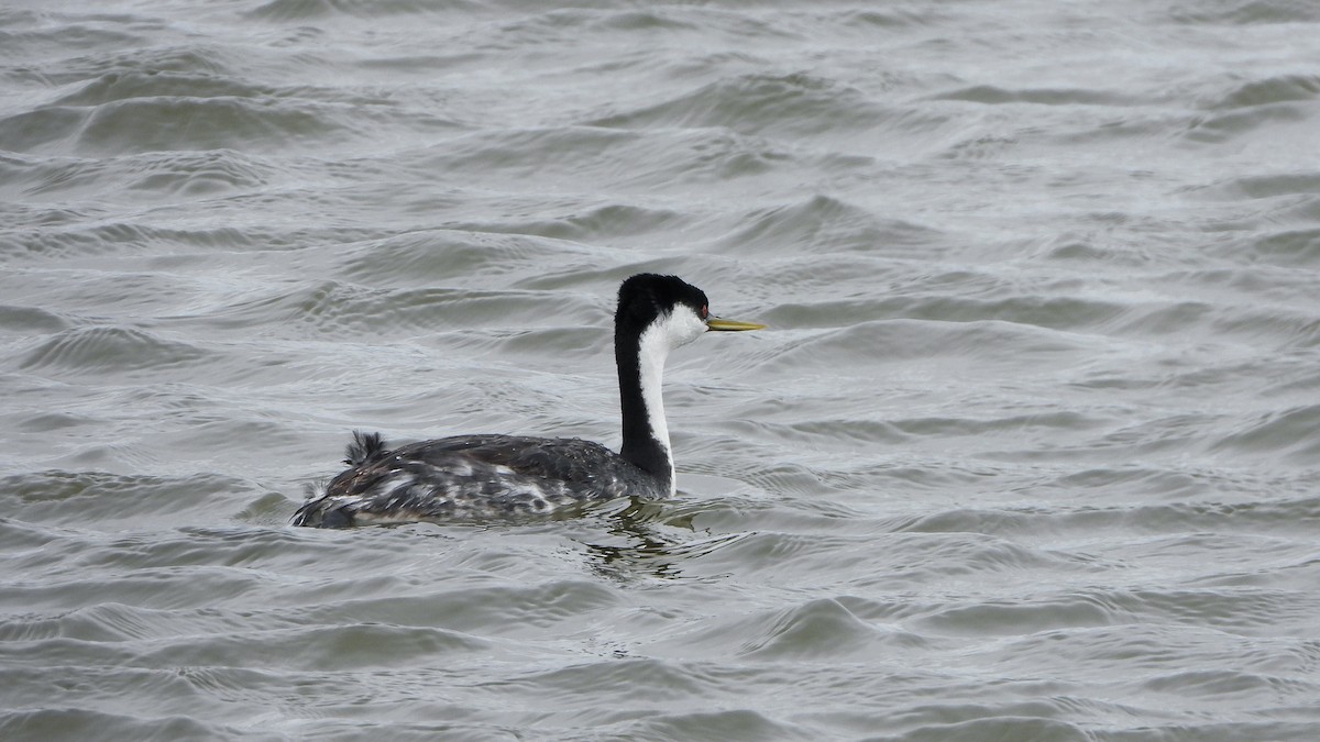 Western Grebe - ML620888938