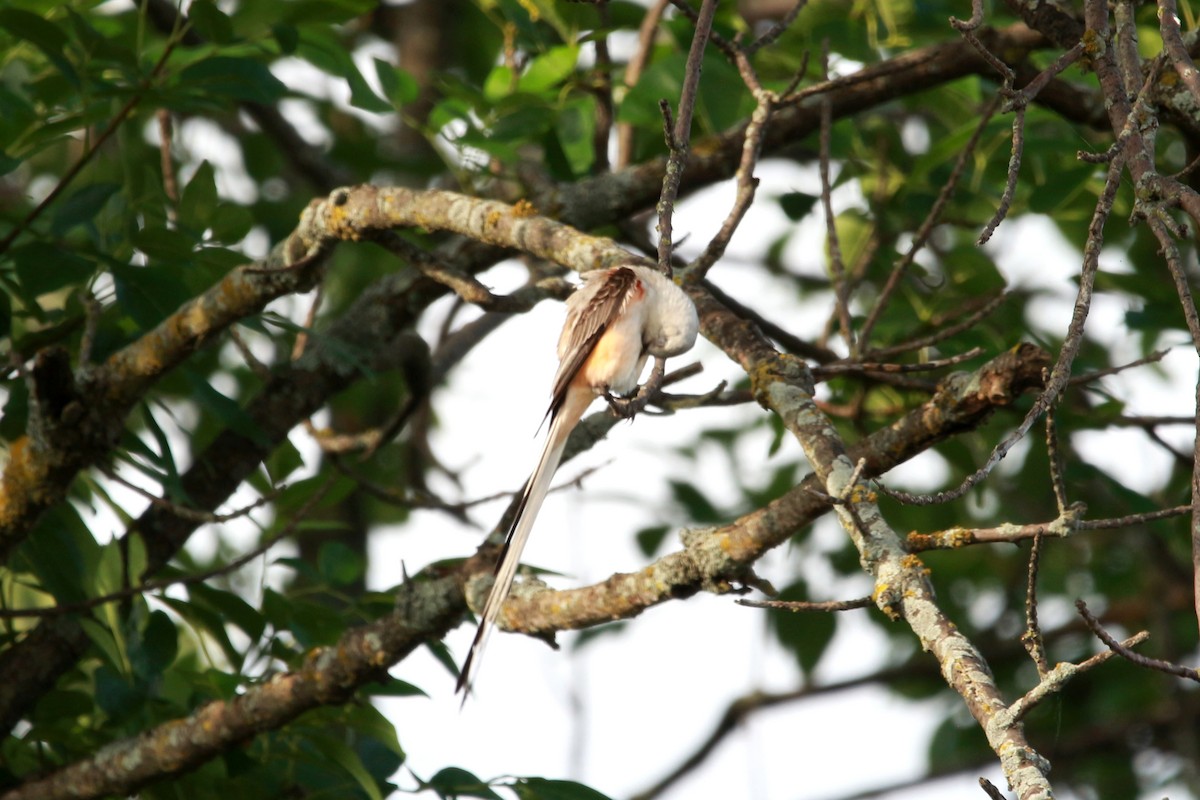 Scissor-tailed Flycatcher - ML620888939