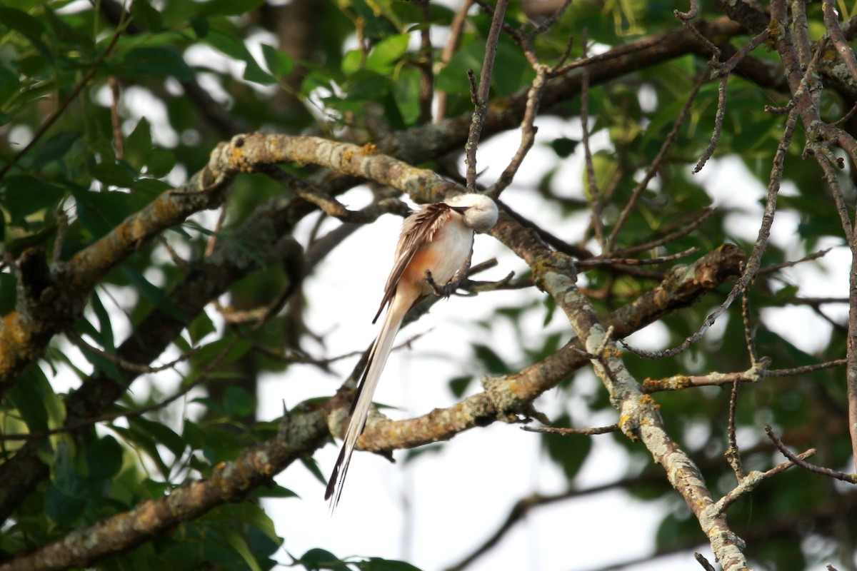 Scissor-tailed Flycatcher - ML620888940