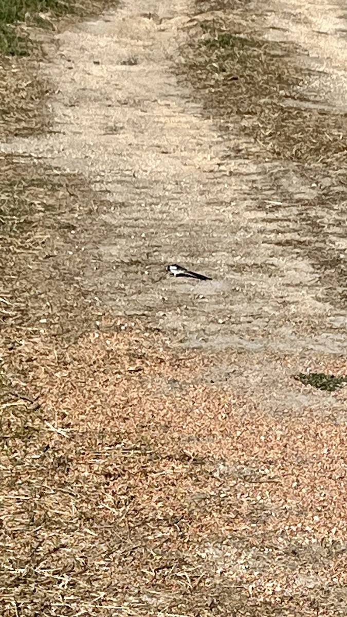 Pin-tailed Whydah - ML620888941