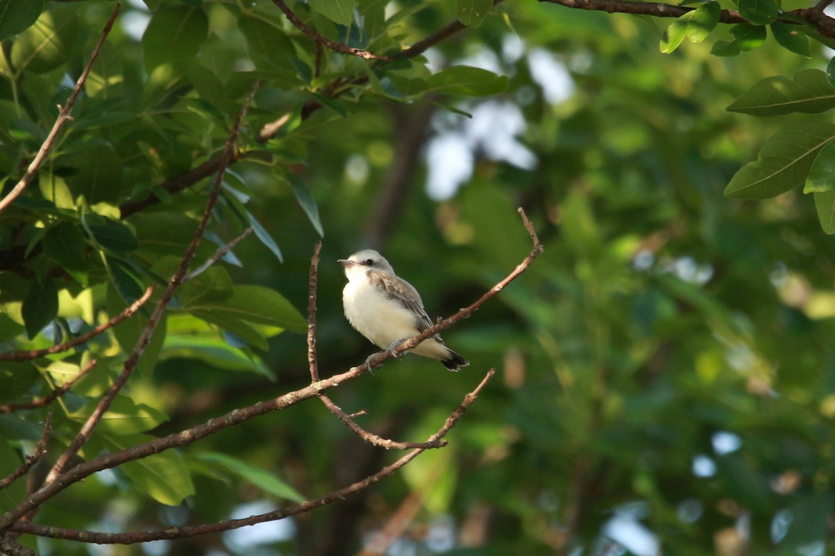 Scissor-tailed Flycatcher - Jesse Pline