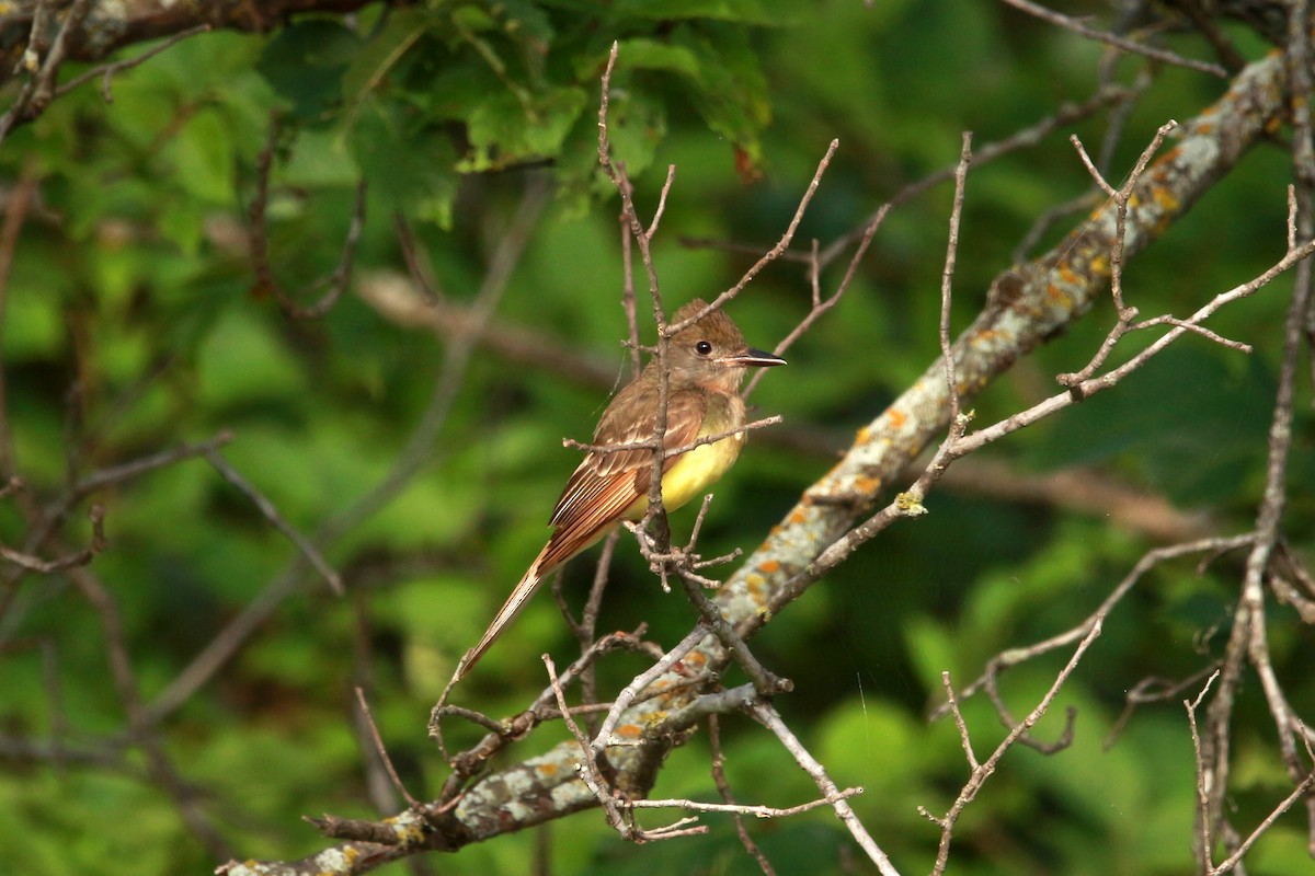 Great Crested Flycatcher - ML620888944