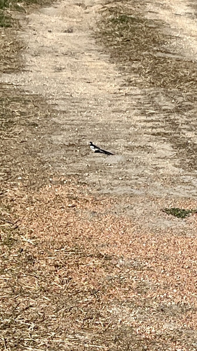 Pin-tailed Whydah - ML620888945