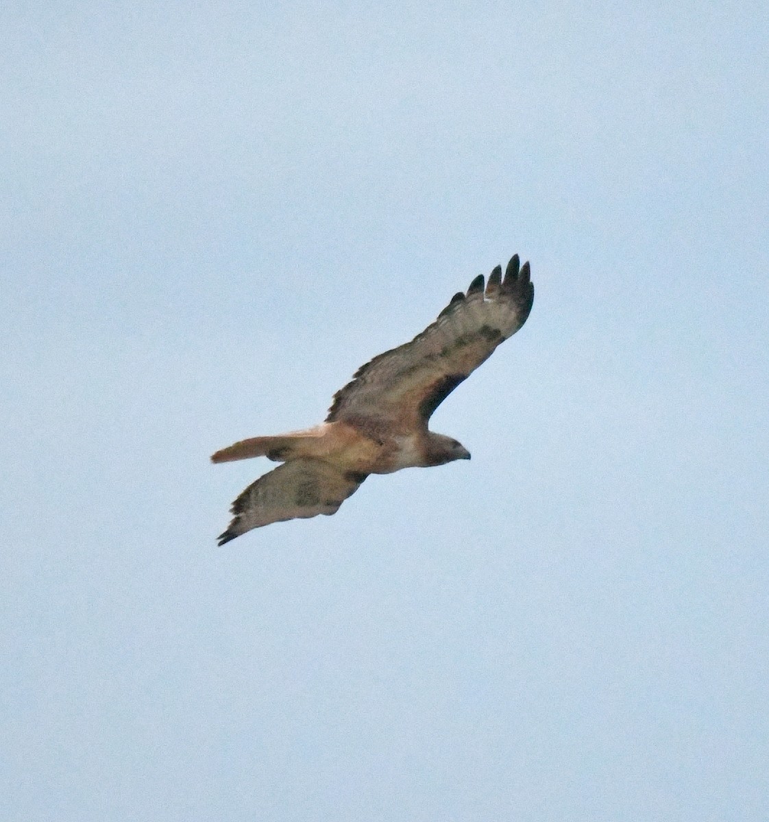 Red-tailed Hawk - ML620888948