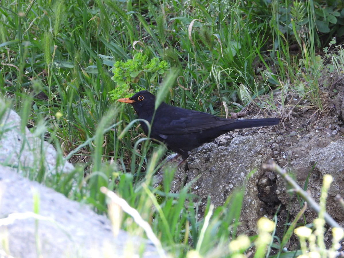 Eurasian Blackbird - ML620888953