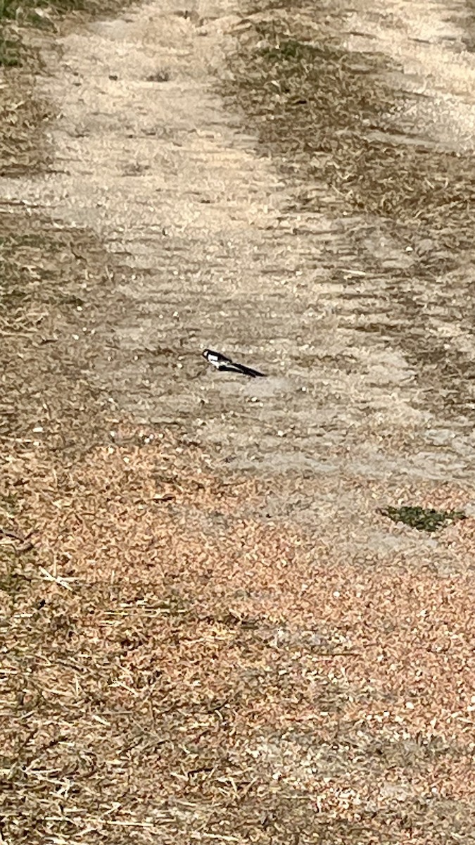 Pin-tailed Whydah - ML620888956