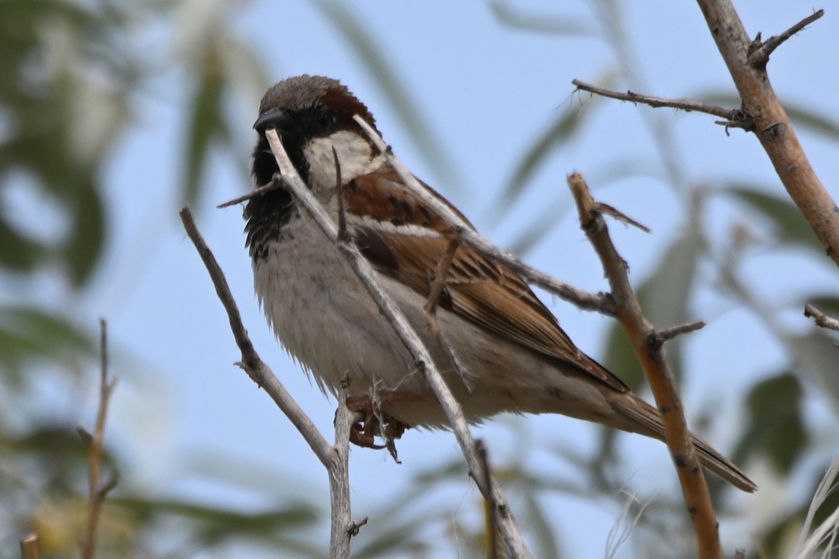 Spanish Sparrow - ML620888957