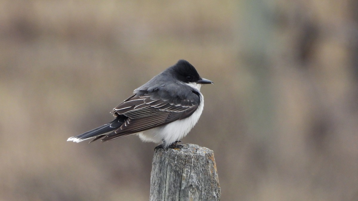 Eastern Kingbird - ML620888959