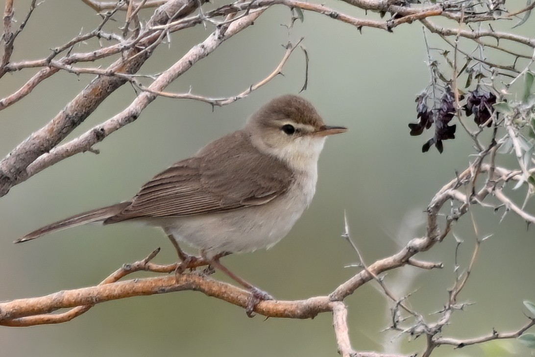 Sykes's Warbler - ML620888961