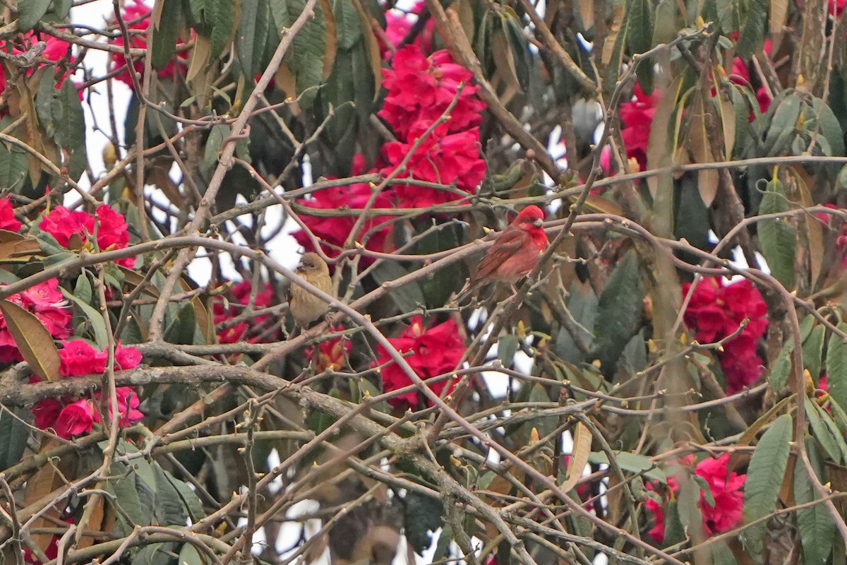 Common Rosefinch - ML620888962