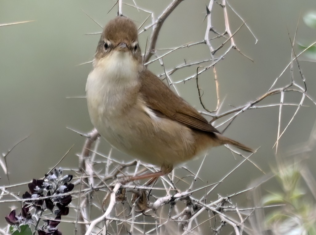 Blyth's Reed Warbler - ML620888963