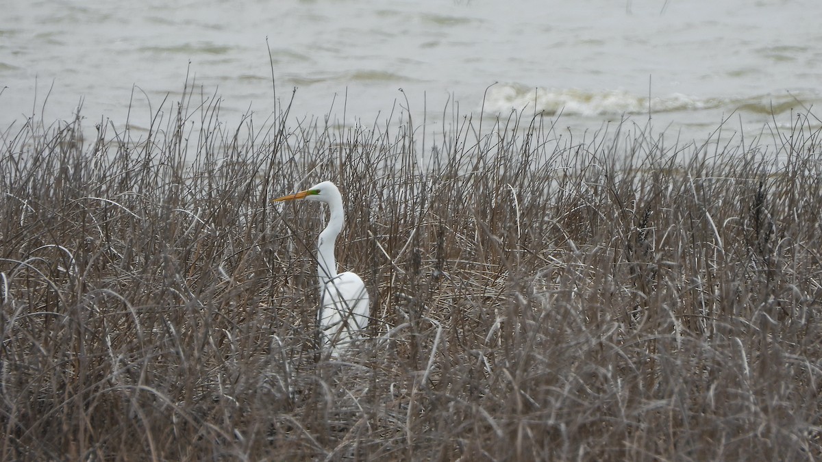 Great Egret - ML620888964