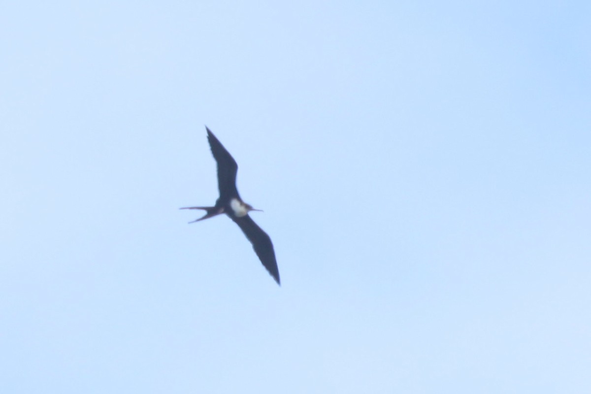 Great Frigatebird - ML620888968