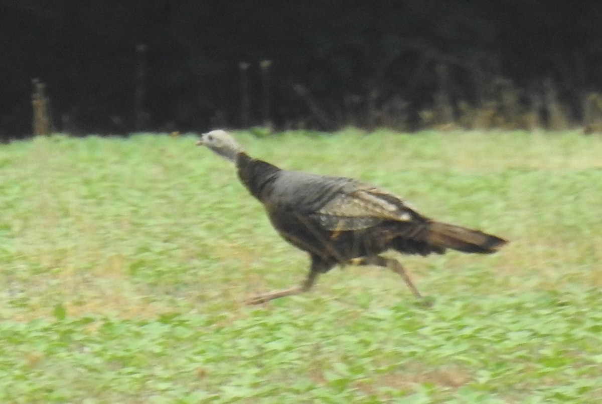 Wild Turkey - ML620888981