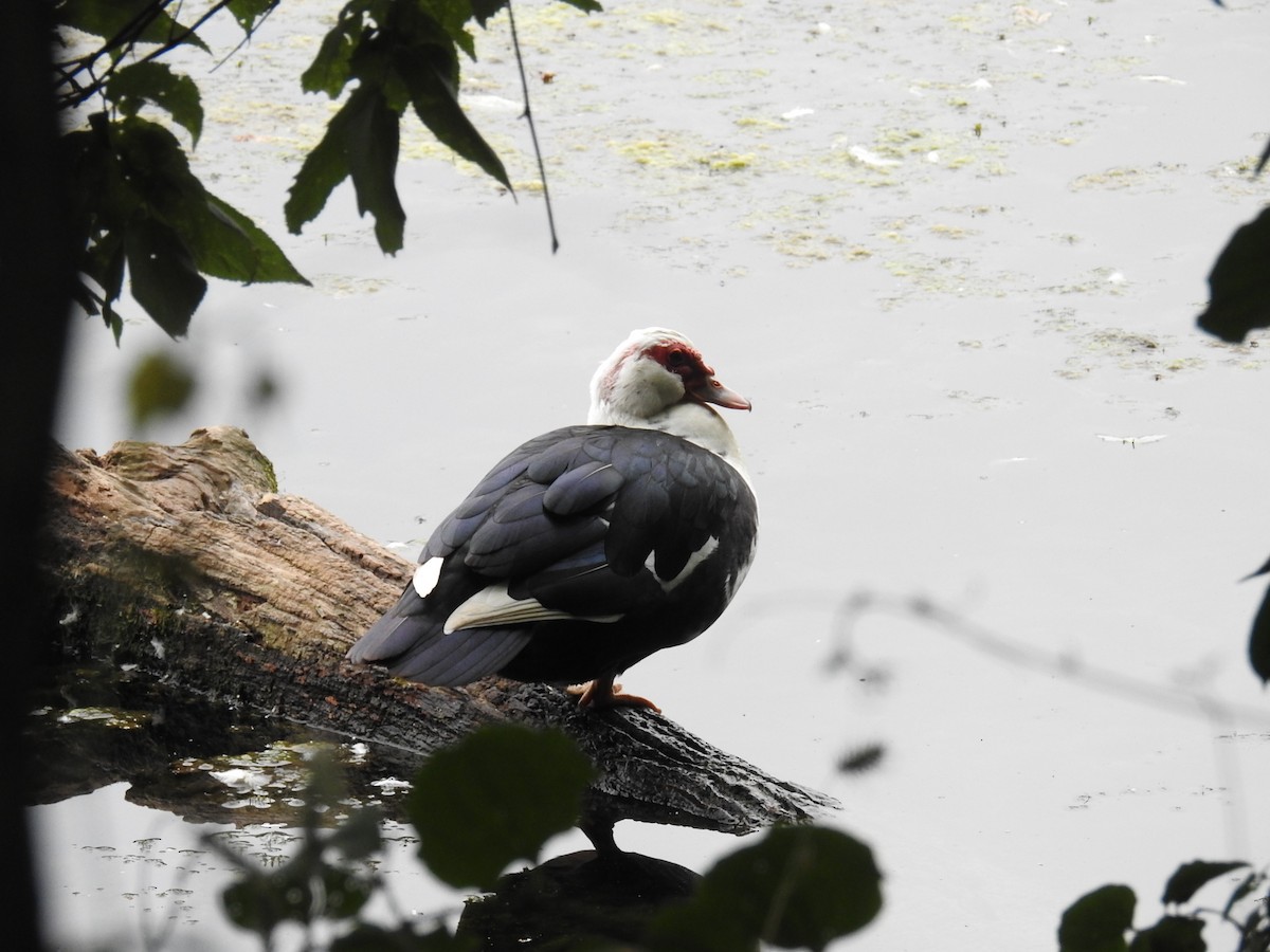 Muscovy Duck (Domestic type) - ML620888988