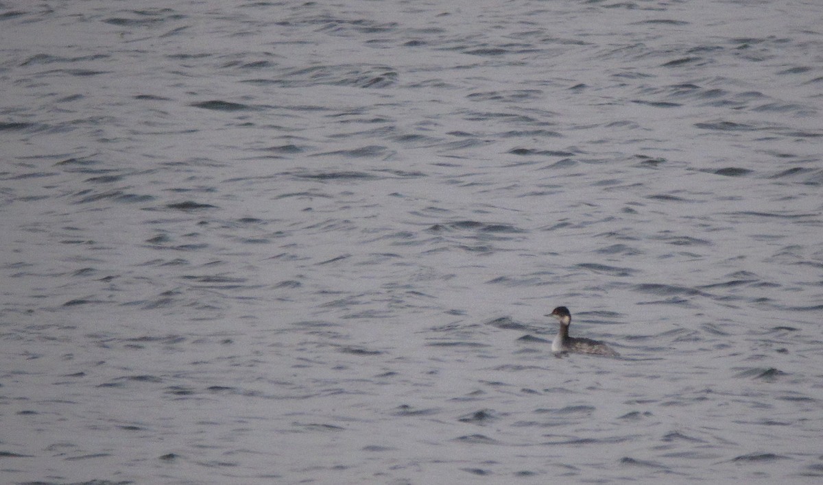 Eared Grebe - ML620888989