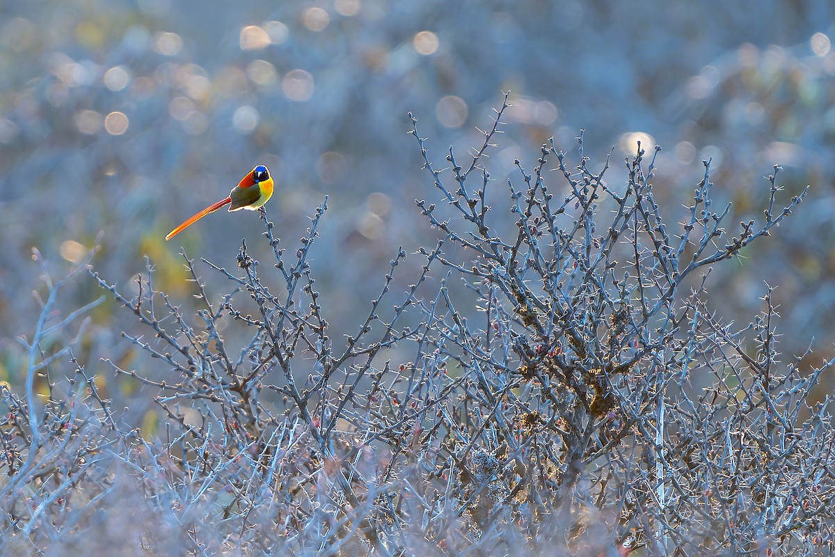 Fire-tailed Sunbird - ML620889007