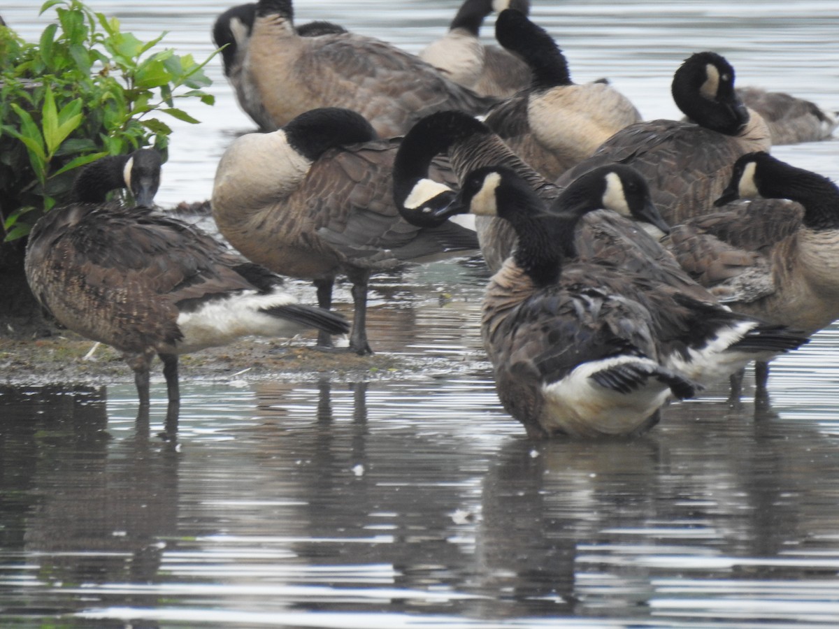 Canada Goose - ML620889011