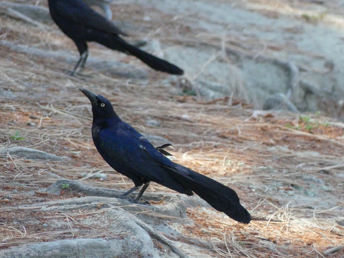 Great-tailed Grackle - ML620889012