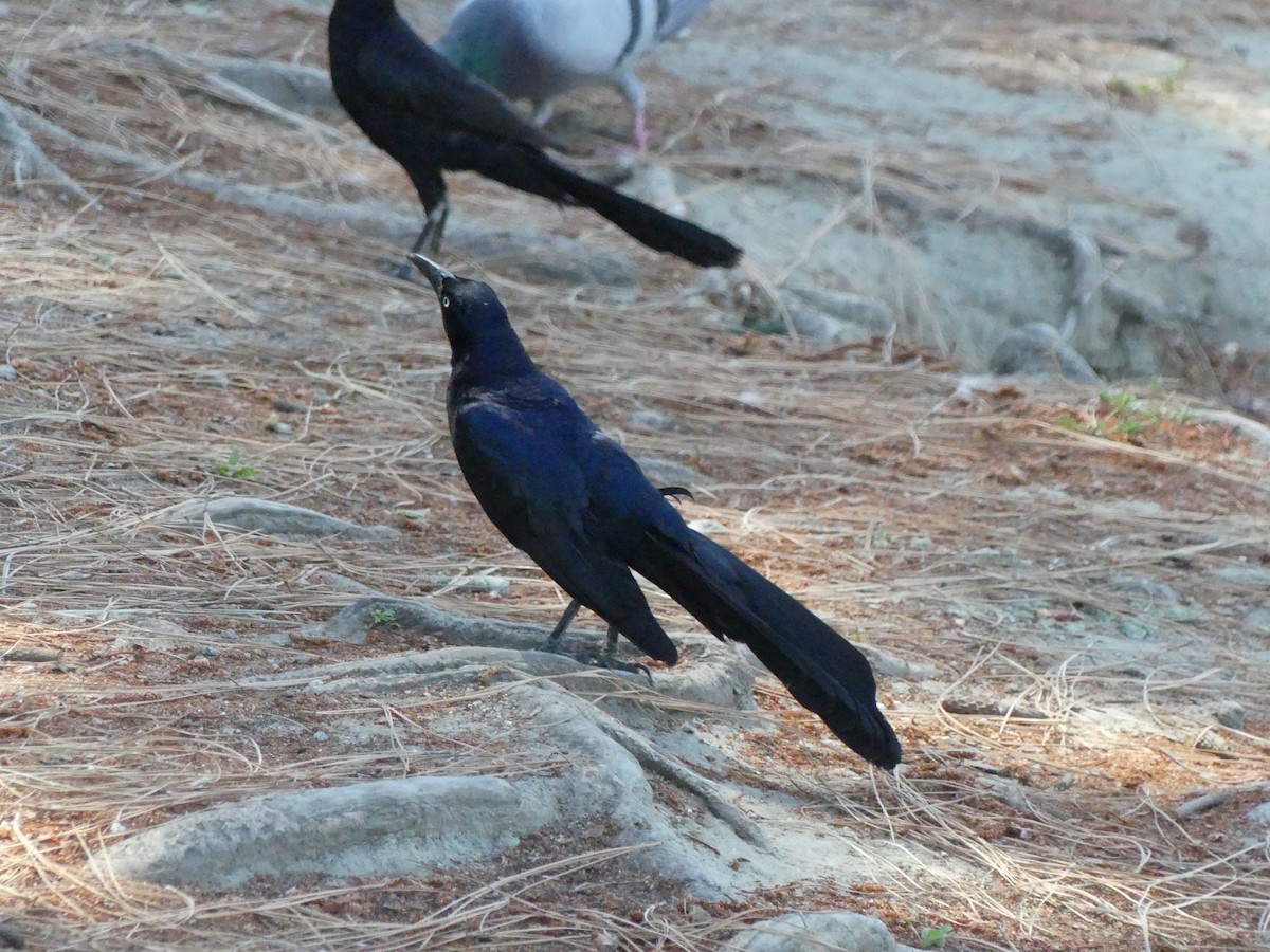 Great-tailed Grackle - ML620889013