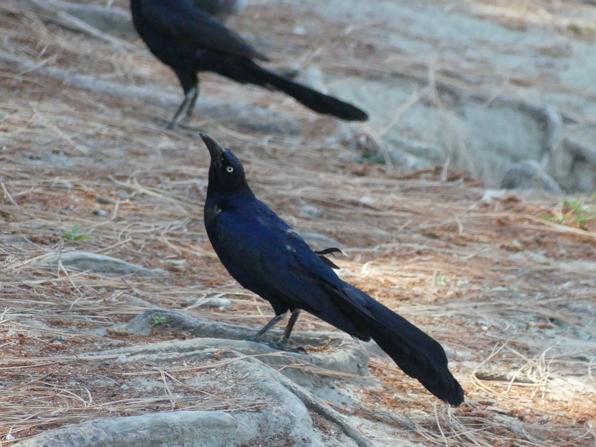 Great-tailed Grackle - ML620889014