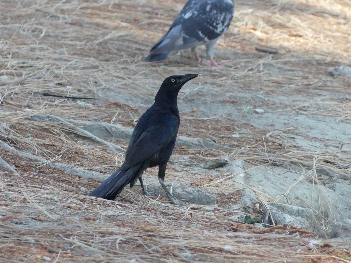 Great-tailed Grackle - ML620889015