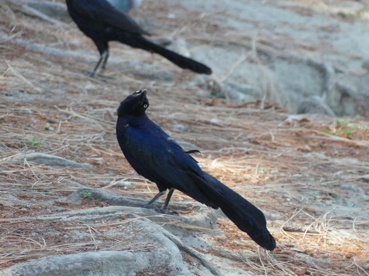 Great-tailed Grackle - ML620889016