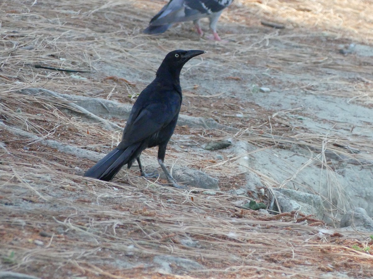 Great-tailed Grackle - ML620889017