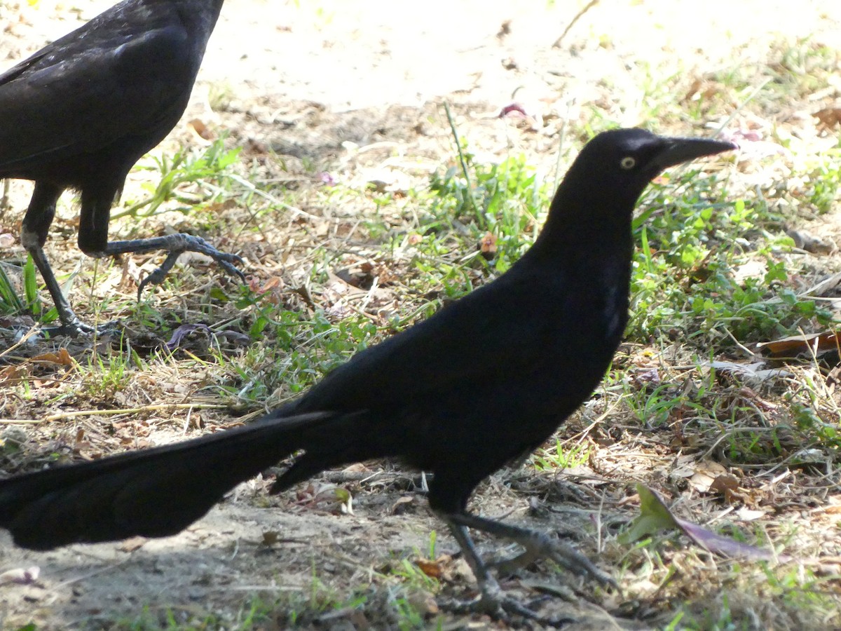 Great-tailed Grackle - ML620889025