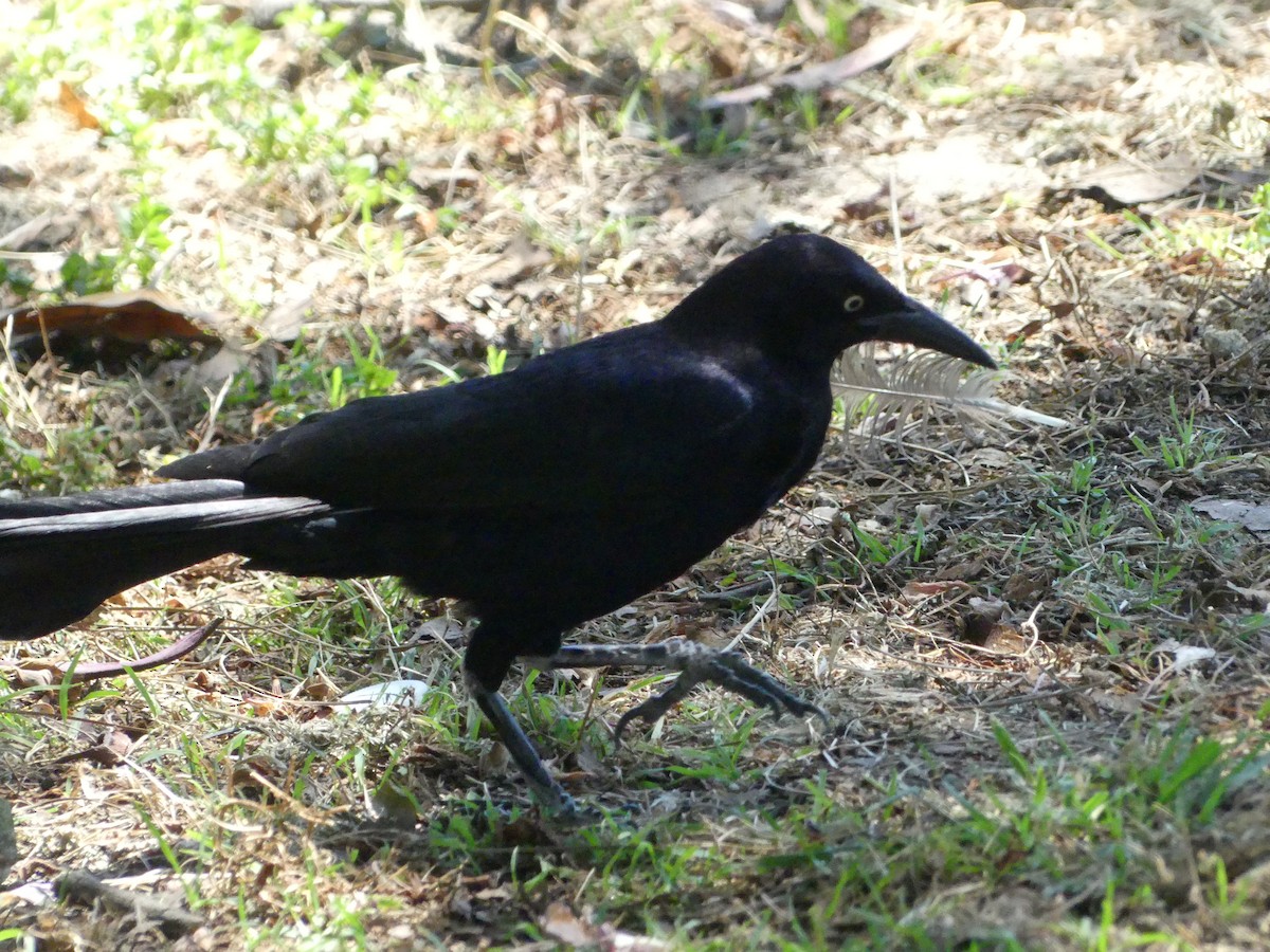 Great-tailed Grackle - ML620889026