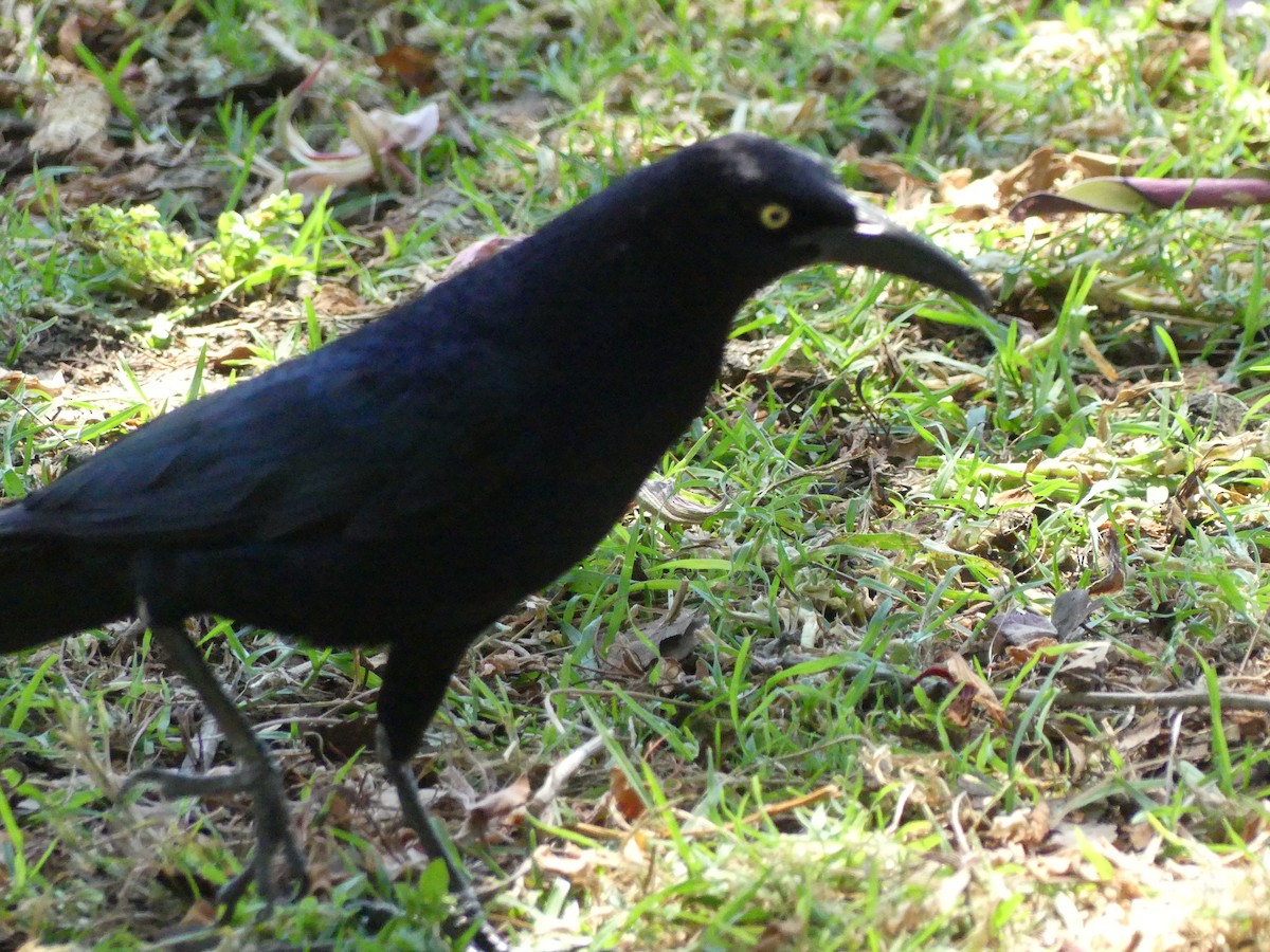 Great-tailed Grackle - ML620889027