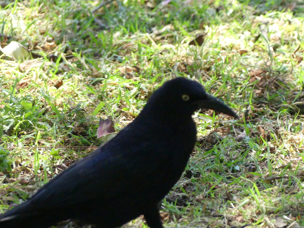 Great-tailed Grackle - ML620889028