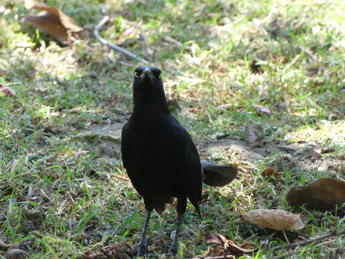 Great-tailed Grackle - ML620889029