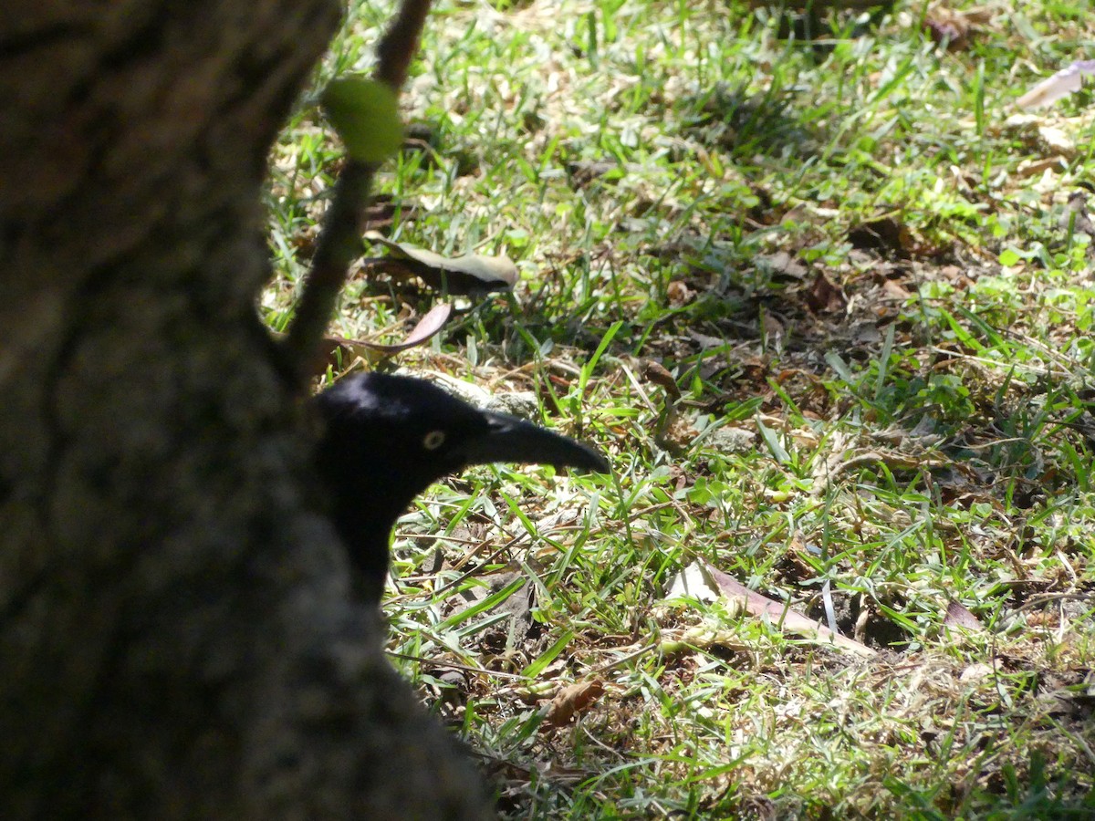 Great-tailed Grackle - ML620889030