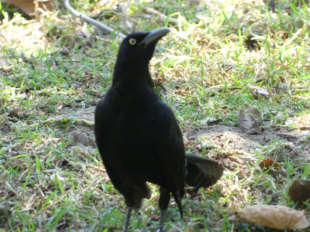 Great-tailed Grackle - ML620889031