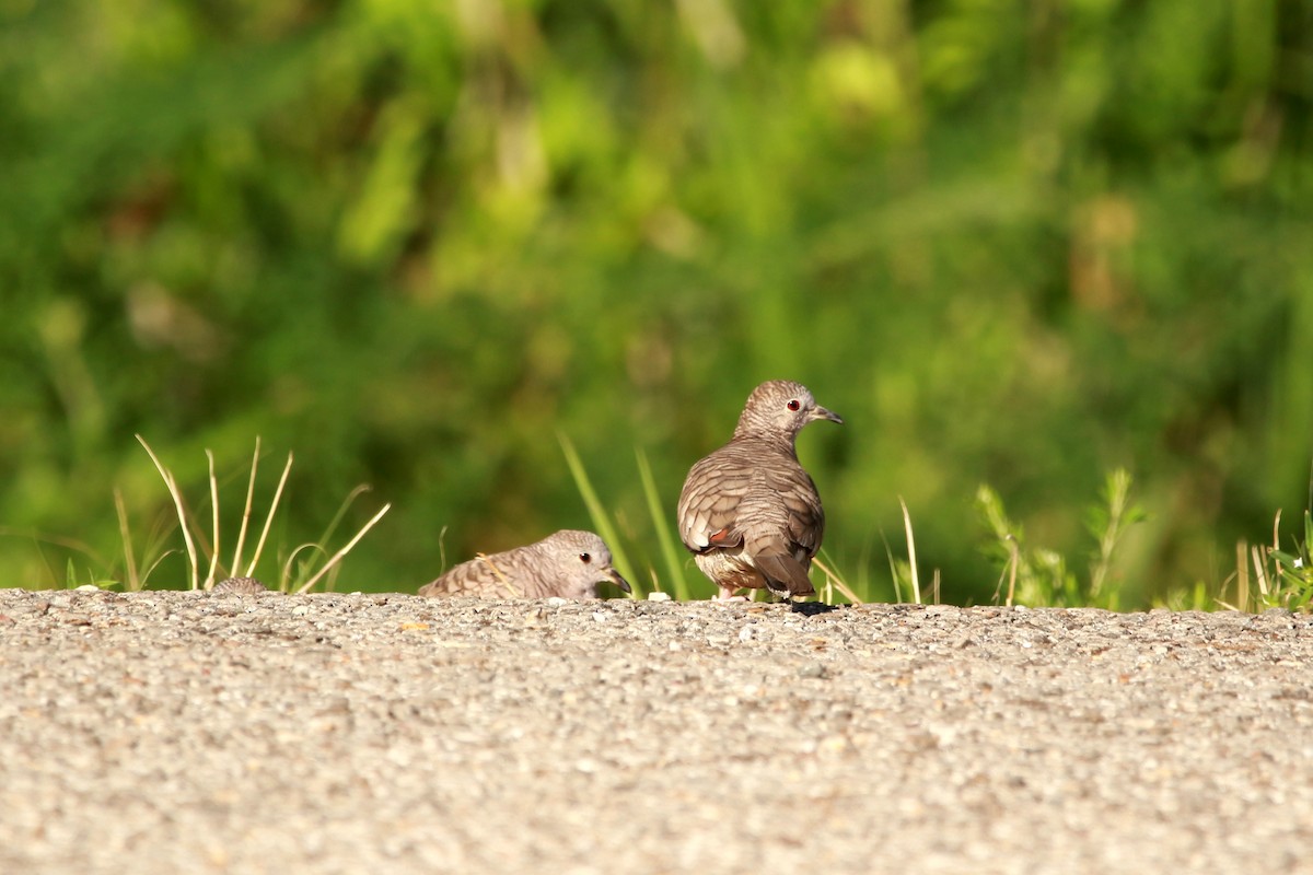 Inca Dove - ML620889038