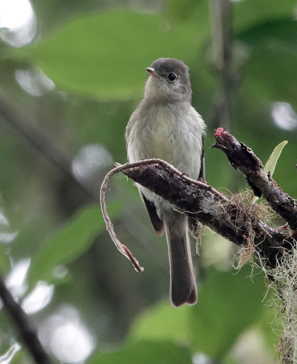 Greater Antillean Elaenia (Jamaican) - ML620889041