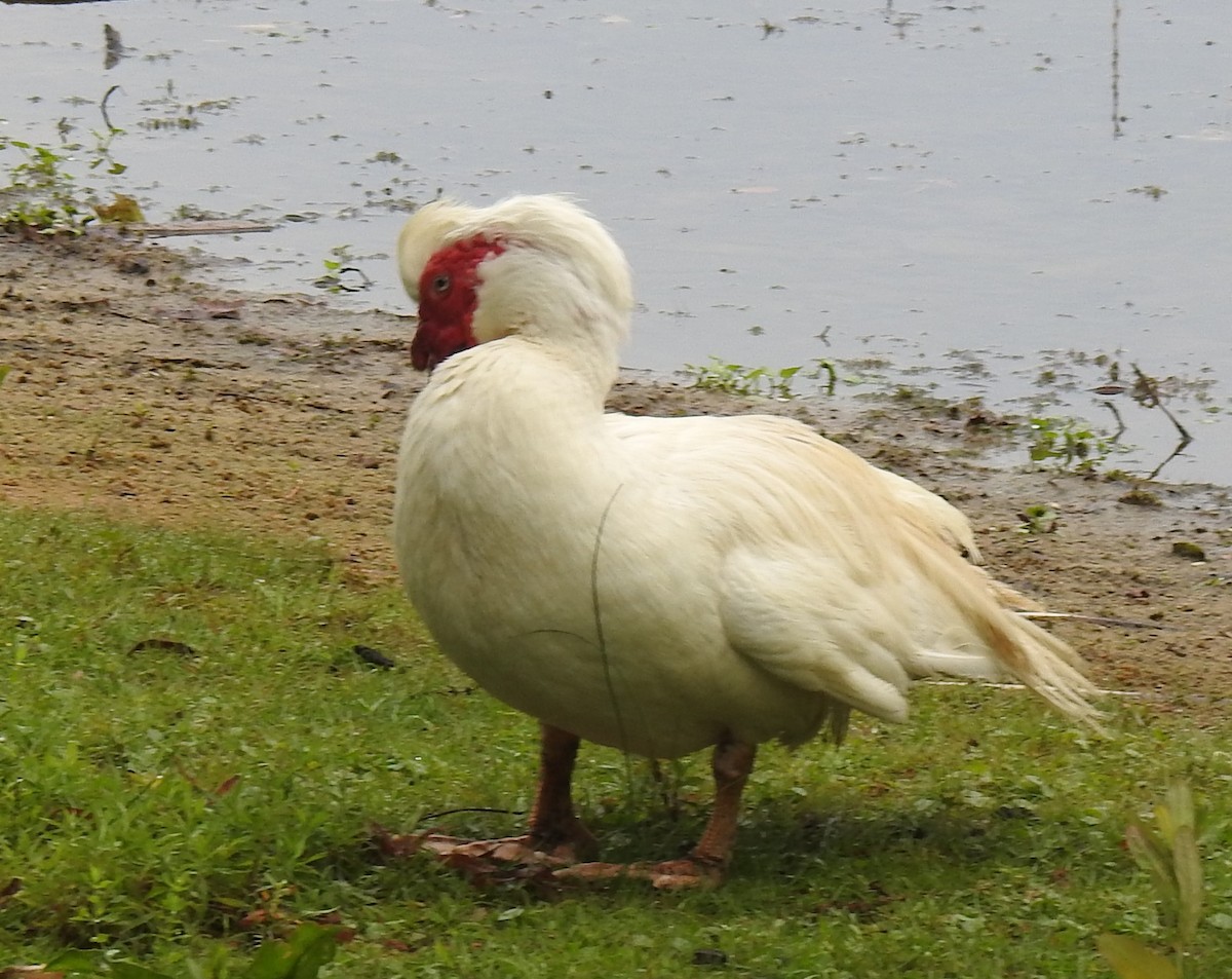 Muscovy Duck (Domestic type) - ML620889043