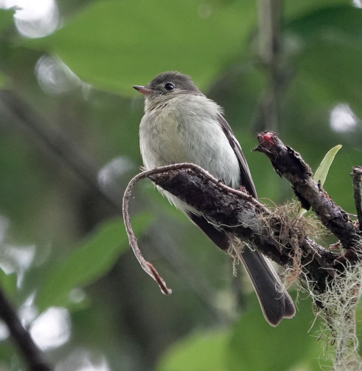 Greater Antillean Elaenia (Jamaican) - ML620889045